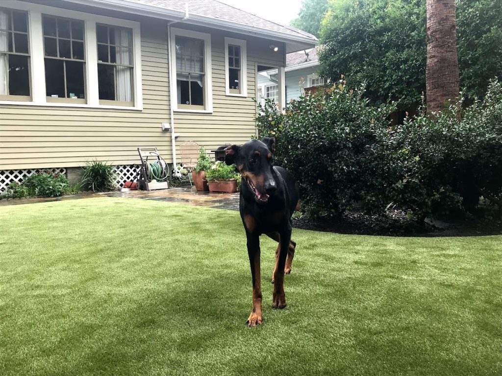 A happy dog romps over synthetic grass.