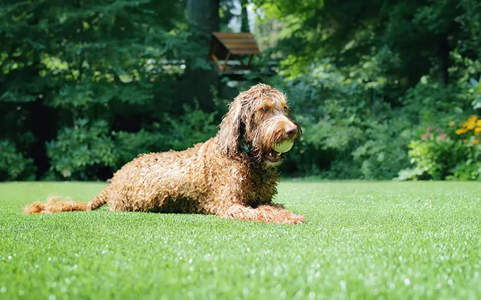 Natural vs. Synthetic Grass: A Cost Comparison Over 12 Years