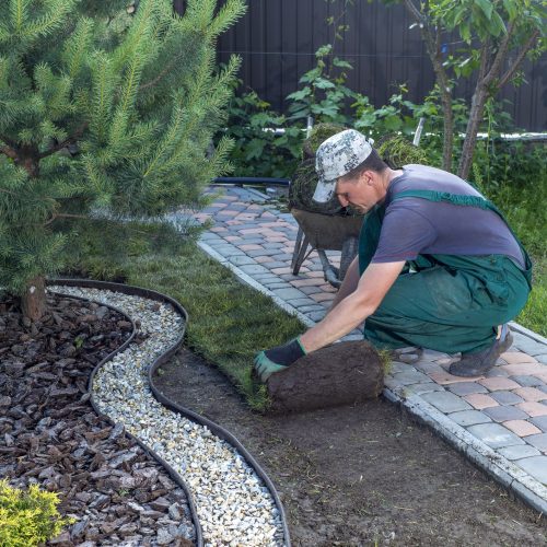 Landscape Gardener Laying Turf For New Lawn