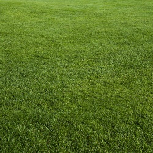 Just a beautifully cut field of summer grass! Perfect for a soft green spring or summer background!