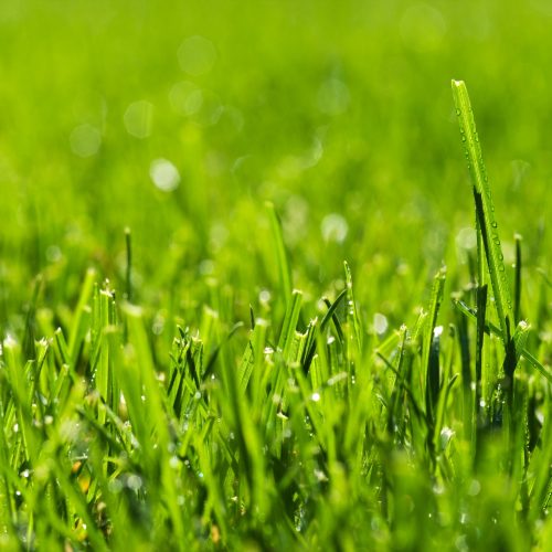 Cut grass photographed early spring morning. Morning dew on grass.