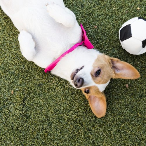 Portrait of "Rosie," a Jack Russell-Dachshund mix with a pink bow tie lying on the grass next to a football.  By using this photo, you are supporting the Amanda Foundation, a nonprofit organization that is dedicated to helping homeless animals find permanent loving homes.