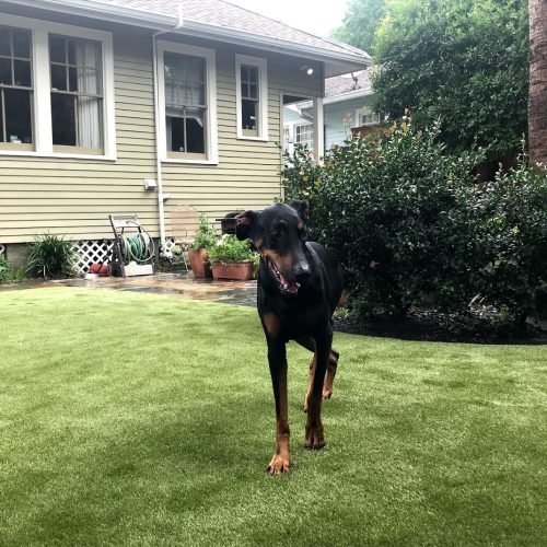 A happy dog romps over synthetic grass.